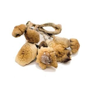 B+ Cubensis Magic Mushroom