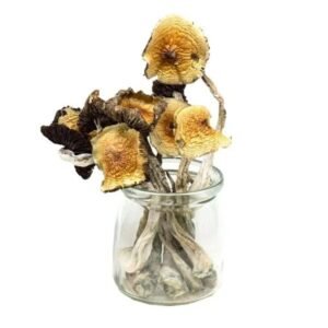 Mungus – Golden Emperor Magic Mushrooms